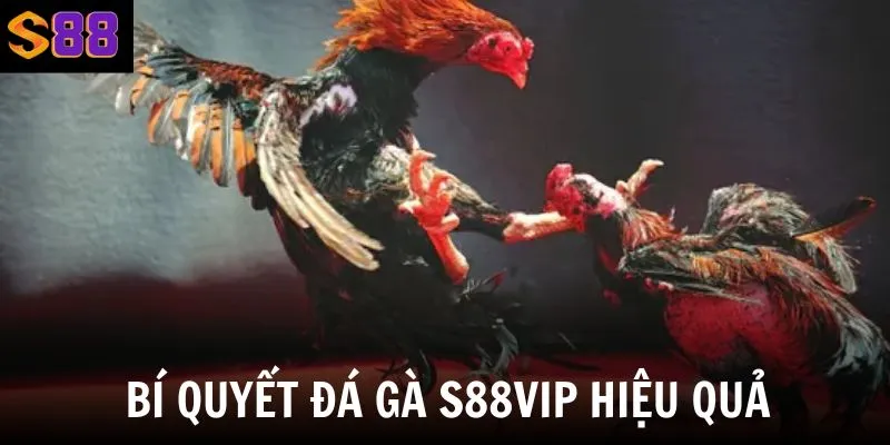 Chia sẻ bí quyết để tối ưu chiến thắng khi đặt cược vào chiến kê từ các cao thủ