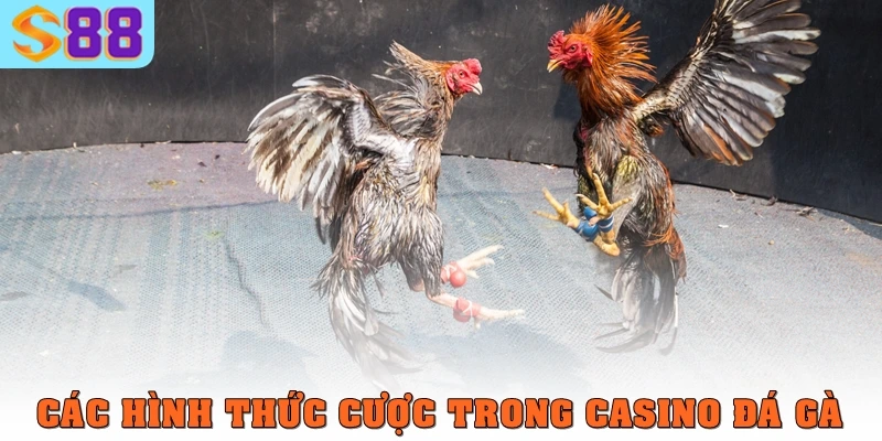 Casino đá gà S88VIP – Sân chơi kết hợp giải trí và lợi nhuận lớn 2 Các hình thức cược trong casino đá gà
