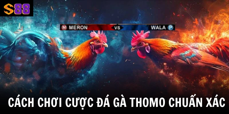 Cách chơi cược đá gà Thomo chuẩn xác 