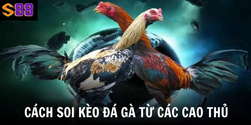 Cách soi kèo đá gà hôm nay giúp tăng khả năng thắng cược từ các cao thủ