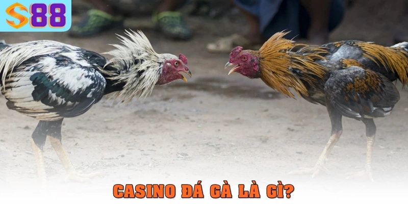 Casino đá gà S88VIP – Sân chơi kết hợp giải trí và lợi nhuận lớn 1 Casino đá gà là gì?