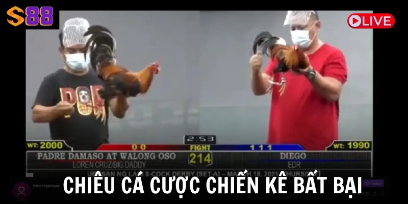 Chiêu cá cược chiến kê bất bại