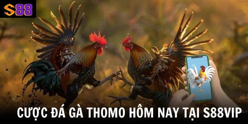 Cược đá gà Thomo hôm nay tại S88Vip