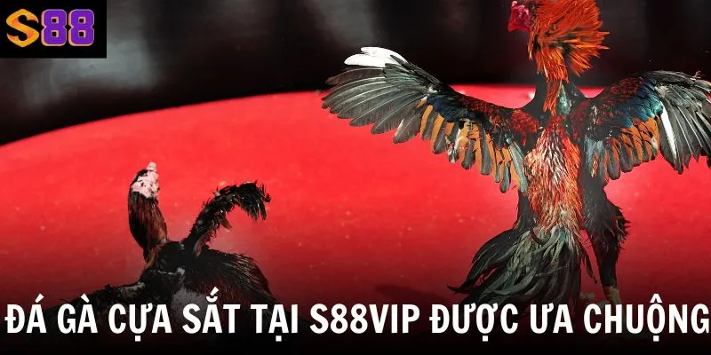 Đá gà cựa sắt tại nhà cái được người chơi ưa chuộng bởi những lý do trên