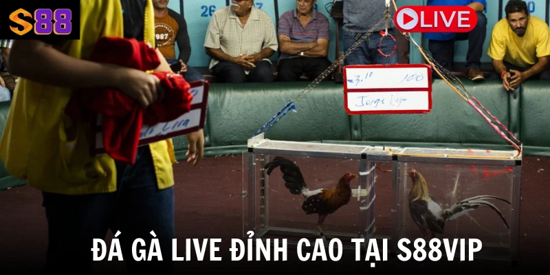 Đá gà live đỉnh cao tại S88Vip