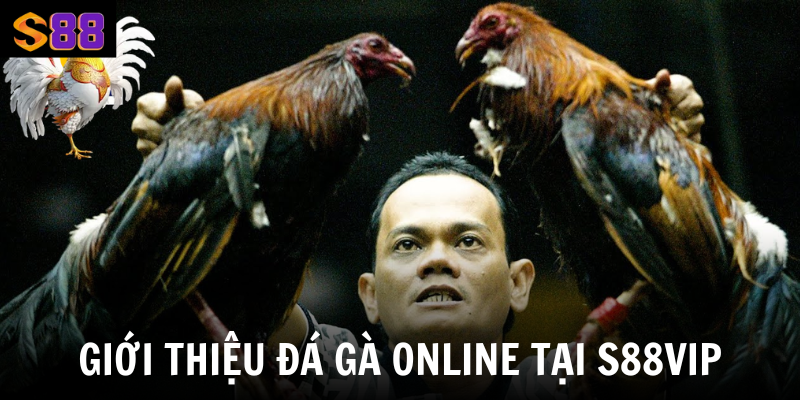 Đá Gà Online S88vip - Tận Hưởng Không Gian Cá Cược Đỉnh Cao 1 Giới thiệu đá gà online tại S88Vip