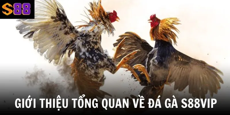 Giới thiệu đá gà S88vip - Sân chơi thu hút đông đảo người tham gia mỗi ngày