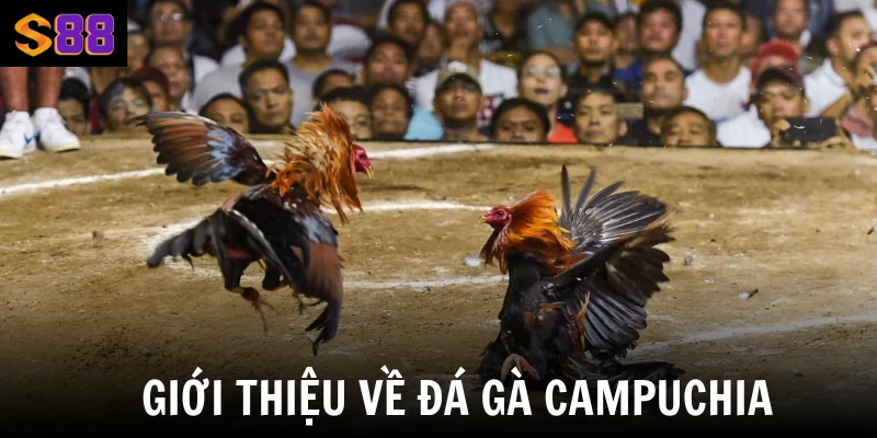 Đá Gà Campuchia S88vip Sảnh Cược Chiến Lên Hấp Dẫn Nhất 1 Giới thiệu về đá gà Campuchia