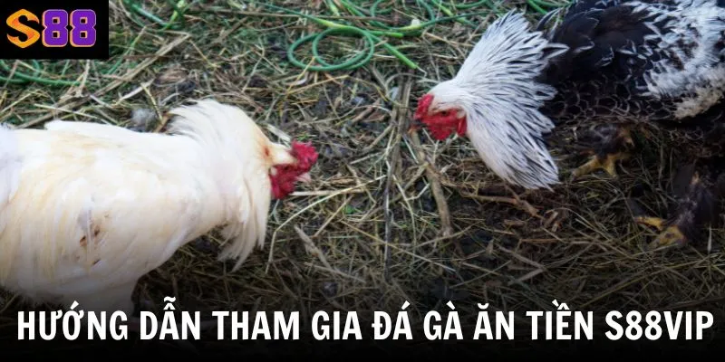 Hướng dẫn hội viên quy trình tham gia đá gà đơn giản tại nền tảng