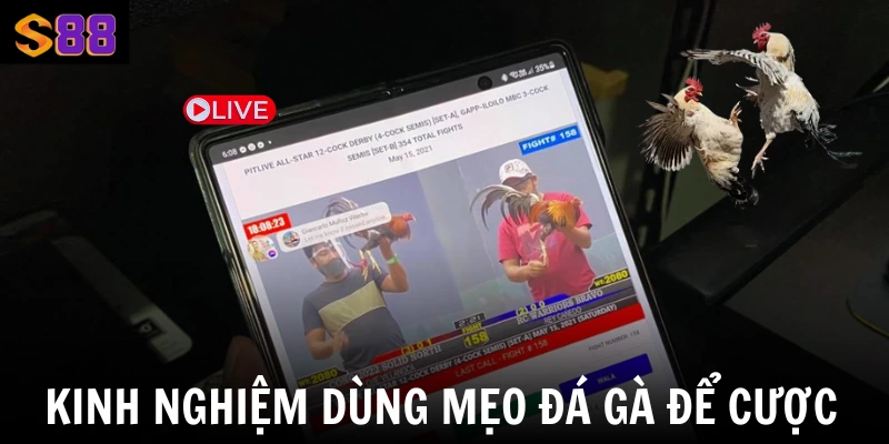 Kinh nghiệm dùng mẹo đá gà để cược