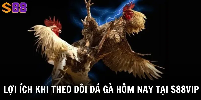 Khi theo dõi mục đá gà tại nền tảng người chơi sẽ nhận được các lợi ích