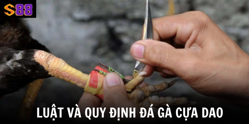 Đá Gà Cựa Dao S88vip - Nơi Đối Đầu Của Chiến Kê Hùng Mạnh 1 Luật và quy định đá gà cựa dao