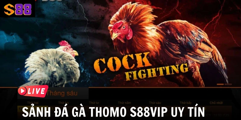 Sảnh đá gà thomo S88Vip uy tín 
