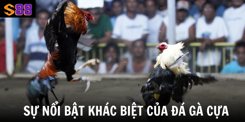 Đá Gà Cựa Dao S88vip - Nơi Đối Đầu Của Chiến Kê Hùng Mạnh 2 Sự nổi bật khác biệt của đá gà cựa