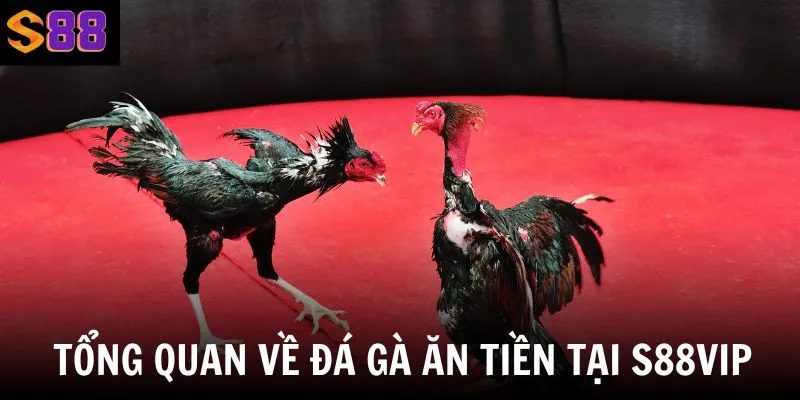 Đá gà ăn tiền - Sân chơi đang thu hút hàng ngàn người tham gia mỗi ngày