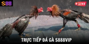 truc tiep da ga thumb