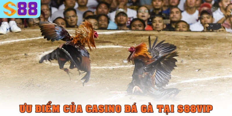 Casino đá gà S88VIP – Sân chơi kết hợp giải trí và lợi nhuận lớn 3 Ưu điểm của casino đá gà tại S88VIP