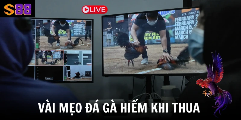 Vài mẹo đá gà hiếm khi thua 